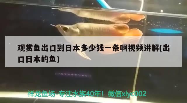 觀賞魚出口到日本多少錢一條啊視頻講解(出口日本的魚) 觀賞魚進(jìn)出口