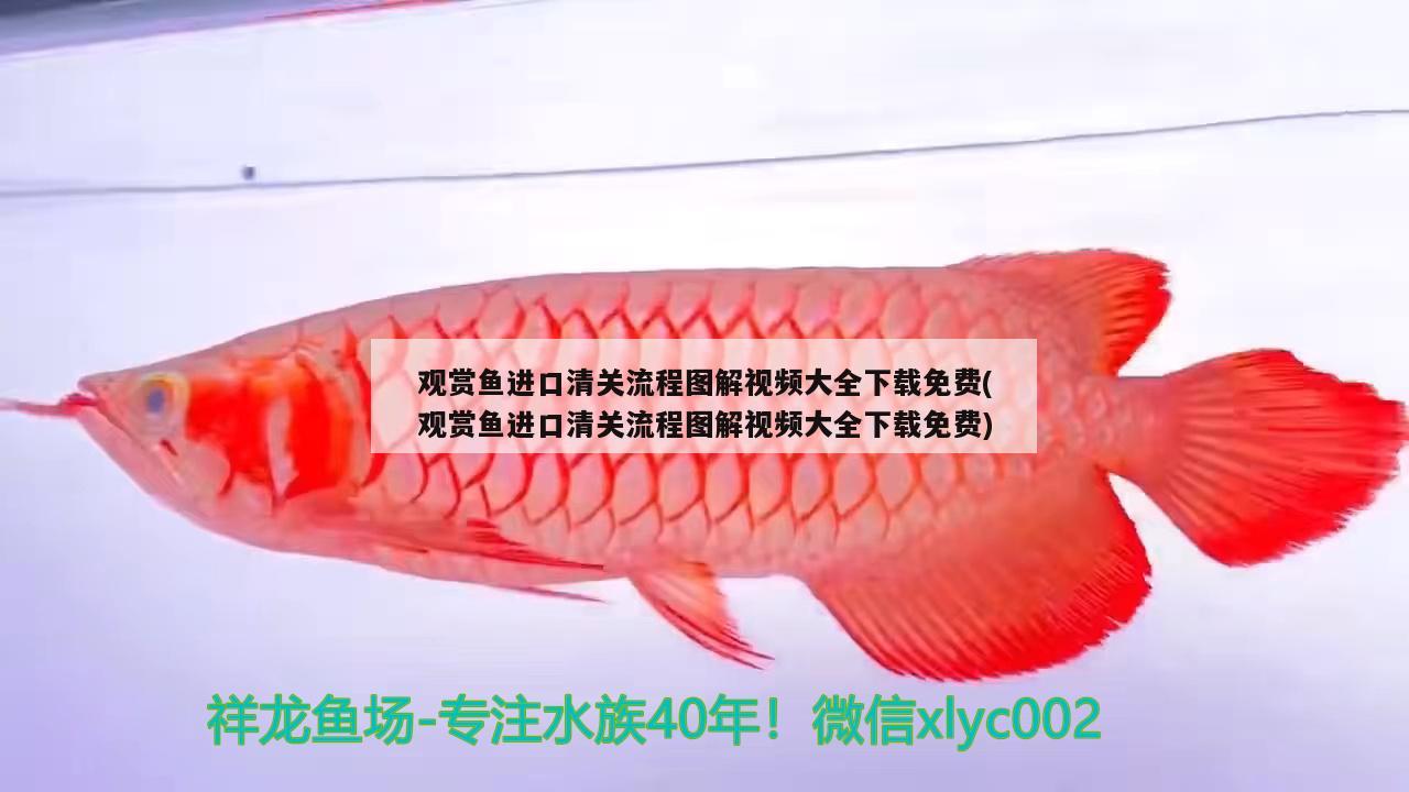 觀賞魚進口清關(guān)流程圖解視頻大全下載免費(觀賞魚進口清關(guān)流程圖解視頻大全下載免費) 觀賞魚進出口