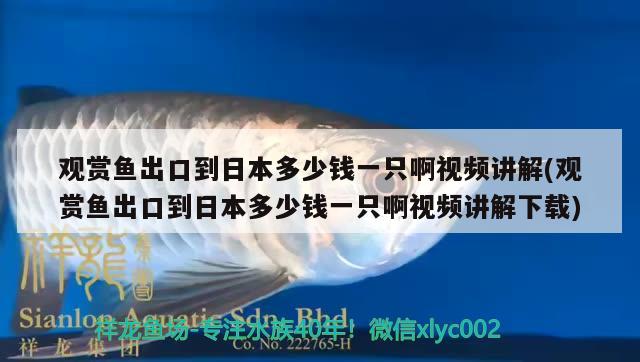 觀賞魚出口到日本多少錢一只啊視頻講解(觀賞魚出口到日本多少錢一只啊視頻講解下載)