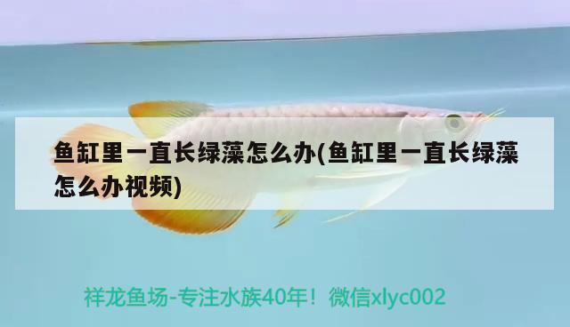 魚缸里一直長綠藻怎么辦(魚缸里一直長綠藻怎么辦視頻) 白子關(guān)刀魚