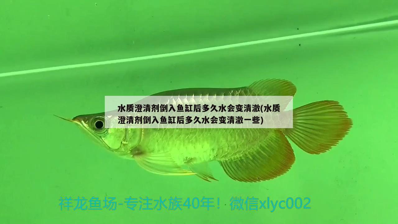 水質(zhì)澄清劑倒入魚缸后多久水會(huì)變清澈(水質(zhì)澄清劑倒入魚缸后多久水會(huì)變清澈一些) 紅魔王銀版魚