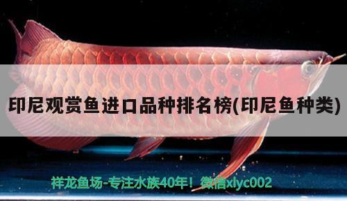 印尼觀賞魚進(jìn)口品種排名榜(印尼魚種類) 觀賞魚進(jìn)出口