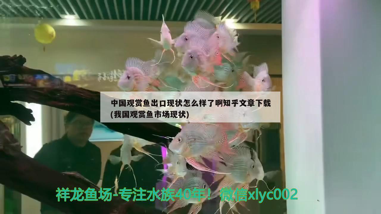 中國觀賞魚出口現(xiàn)狀怎么樣了啊知乎文章下載(我國觀賞魚市場現(xiàn)狀)