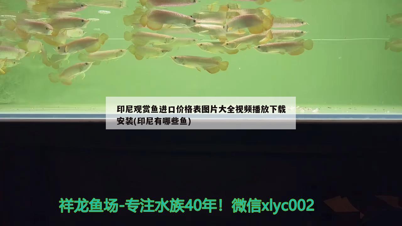 印尼觀賞魚進口價格表圖片大全視頻播放下載安裝(印尼有哪些魚) 觀賞魚進出口