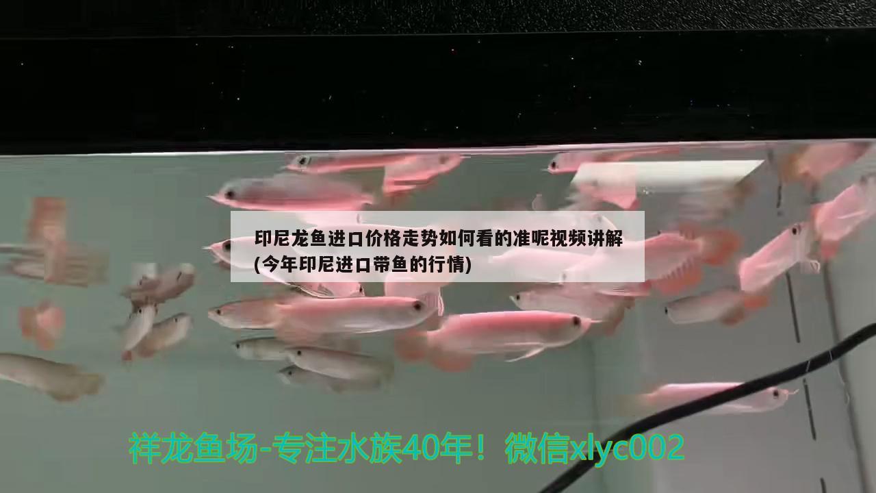 印尼辣椒紅龍魚怎么養(yǎng)