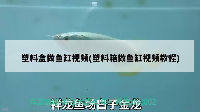 塑料盒做魚缸視頻(塑料箱做魚缸視頻教程) 魟魚百科