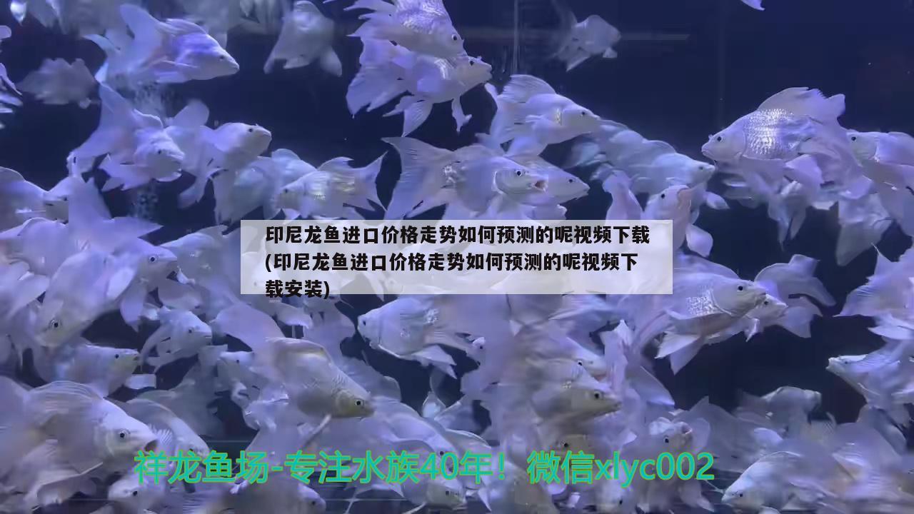 印尼龍魚進(jìn)口價格走勢如何預(yù)測的呢視頻下載(印尼龍魚進(jìn)口價格走勢如何預(yù)測的呢視頻下載安裝) 觀賞魚進(jìn)出口