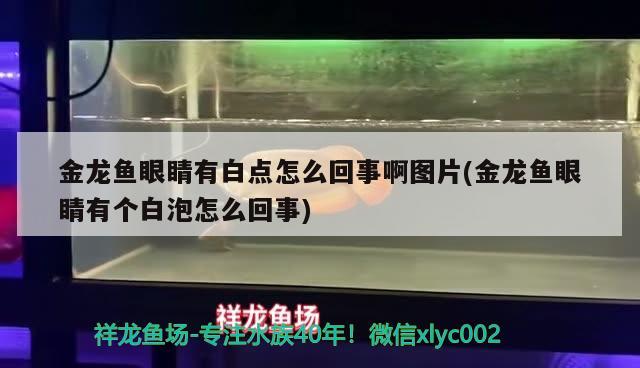 金龍魚眼睛有白點怎么回事啊圖片(金龍魚眼睛有個白泡怎么回事)