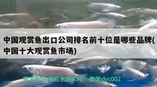 中國觀賞魚出口公司排名前十位是哪些品牌(中國十大觀賞魚市場) 觀賞魚進出口