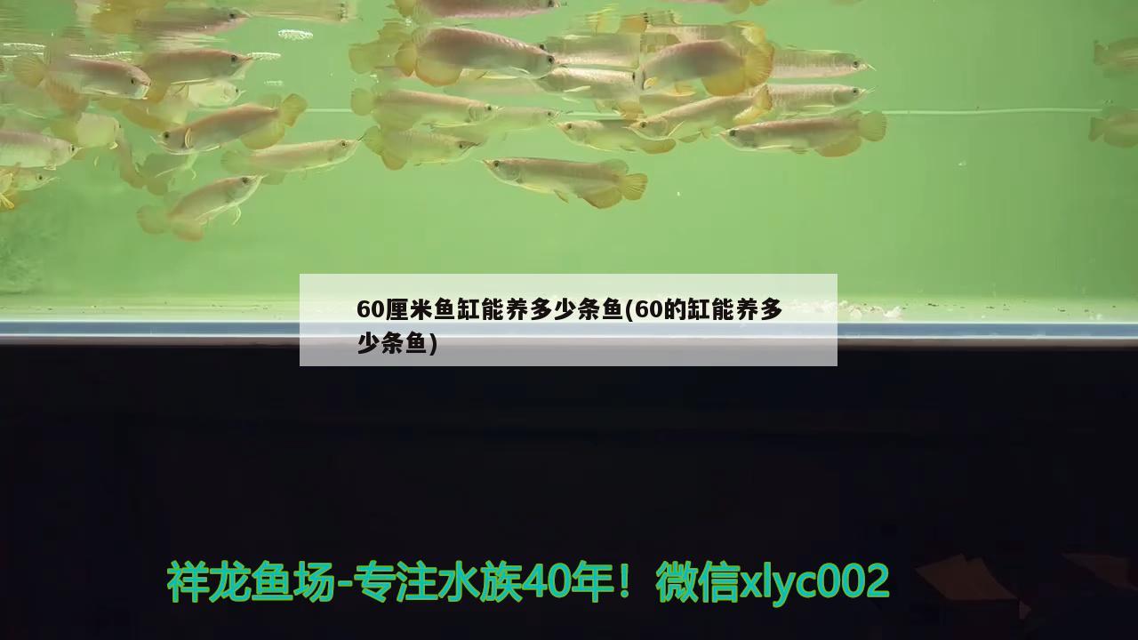 60厘米魚缸能養(yǎng)多少條魚(60的缸能養(yǎng)多少條魚)