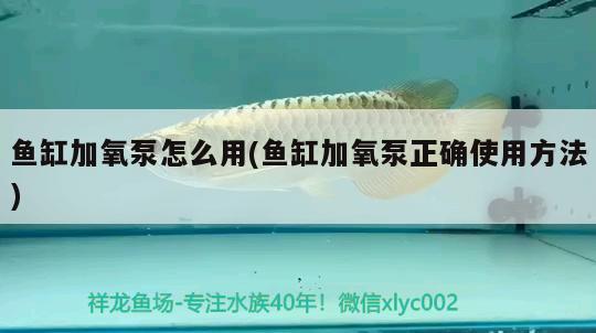 魚缸加氧泵怎么用(魚缸加氧泵正確使用方法) 黑桃A魚苗