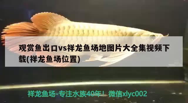 觀賞魚出口vs祥龍魚場地圖片大全集視頻下載(祥龍魚場位置) 觀賞魚進出口