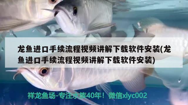 魚(yú)缸氧泵什么牌子好又實(shí)惠(魚(yú)缸氧泵什么牌子好又實(shí)惠的) 龍魚(yú)百科