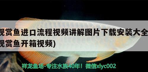 觀賞魚進(jìn)口流程視頻講解圖片下載安裝大全(觀賞魚開箱視頻) 觀賞魚進(jìn)出口