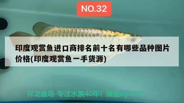 黑缸換白缸 虎紋銀版魚 第2張