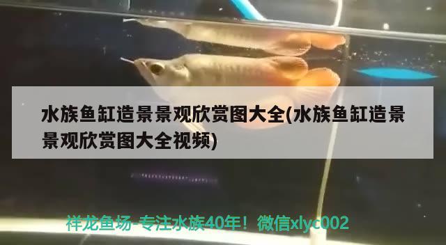 水族魚缸造景景觀欣賞圖大全(水族魚缸造景景觀欣賞圖大全視頻) 委內(nèi)瑞拉奧里諾三間魚