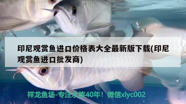 印尼觀賞魚進口價格表大全最新版下載(印尼觀賞魚進口批發(fā)商)