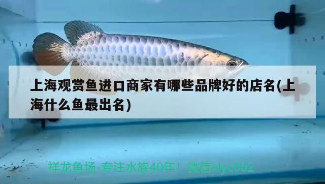 上海觀賞魚進口商家有哪些品牌好的店名(上海什么魚最出名) 觀賞魚進出口