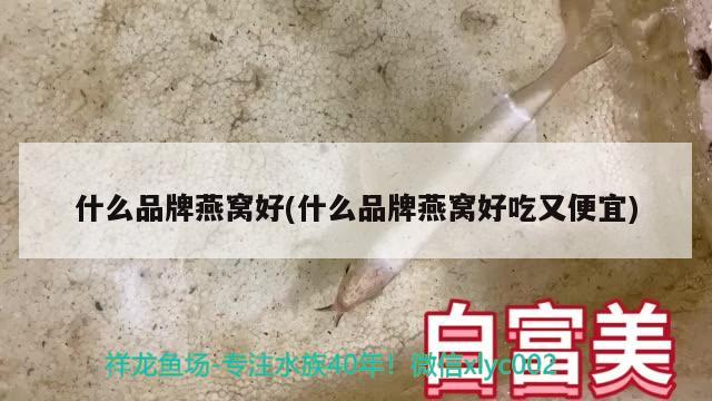 什么品牌燕窩好(什么品牌燕窩好吃又便宜)