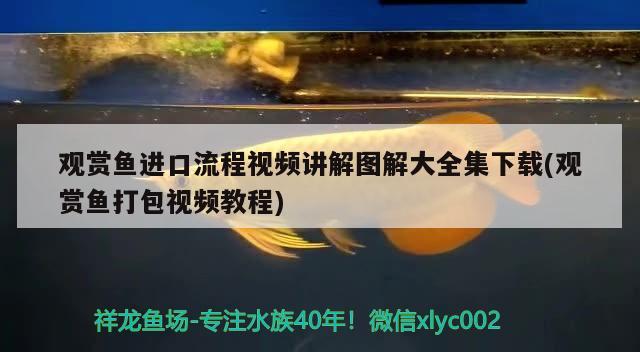 觀賞魚進口流程視頻講解圖解大全集下載(觀賞魚打包視頻教程)