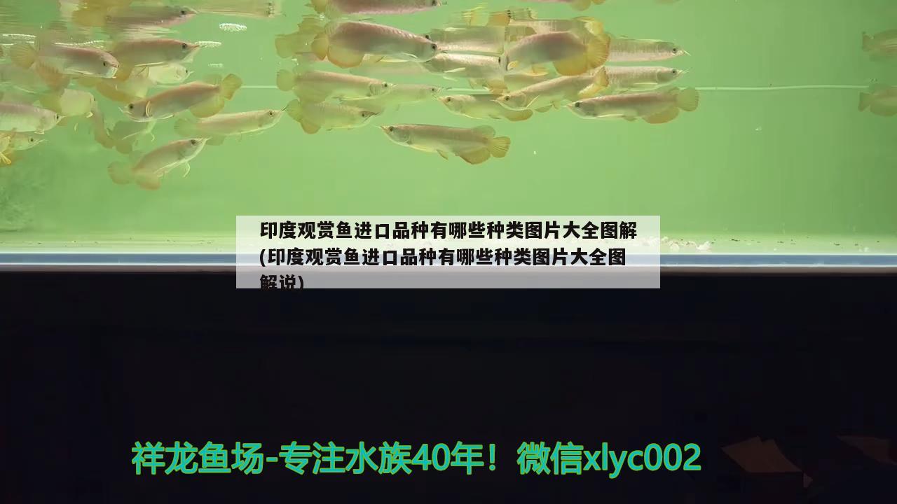 印度觀賞魚進(jìn)口品種有哪些種類圖片大全圖解(印度觀賞魚進(jìn)口品種有哪些種類圖片大全圖解說) 觀賞魚進(jìn)出口