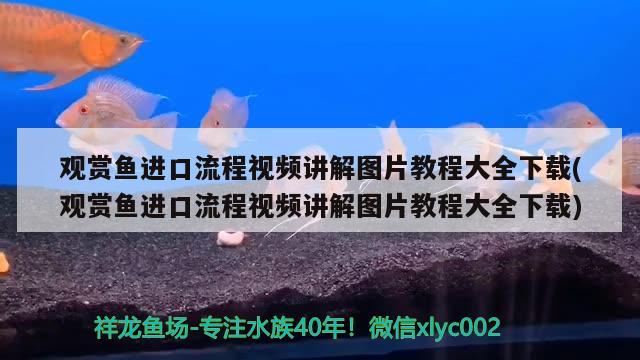 觀賞魚進(jìn)口流程視頻講解圖片教程大全下載(觀賞魚進(jìn)口流程視頻講解圖片教程大全下載) 觀賞魚進(jìn)出口