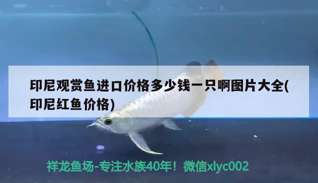 登域牌的細(xì)化器有使用過嗎？聽一個朋友說效果挺好的 巴西亞魚苗 第3張