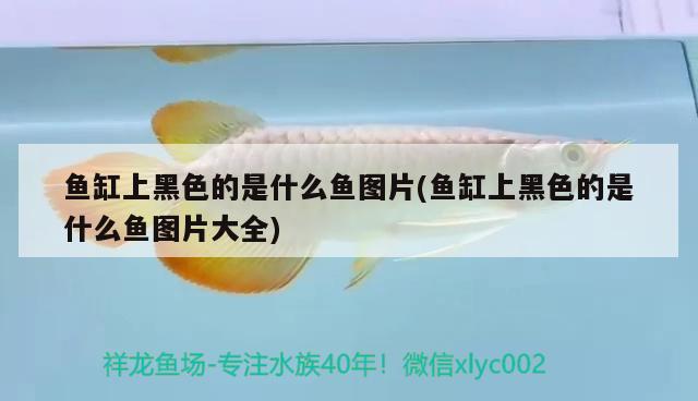 魚缸上黑色的是什么魚圖片(魚缸上黑色的是什么魚圖片大全)