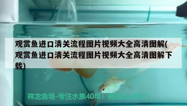 觀賞魚進口清關流程圖片視頻大全高清圖解(觀賞魚進口清關流程圖片視頻大全高清圖解下載) 觀賞魚進出口 第1張