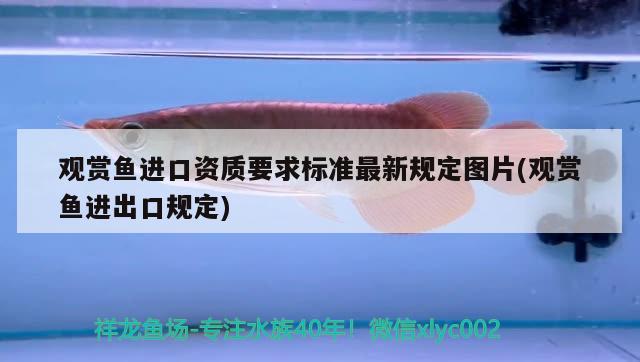 觀賞魚進口資質要求標準最新規(guī)定圖片(觀賞魚進出口規(guī)定) 觀賞魚進出口