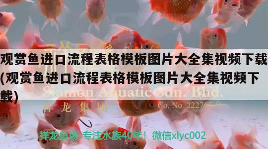 觀賞魚進(jìn)口流程表格模板圖片大全集視頻下載(觀賞魚進(jìn)口流程表格模板圖片大全集視頻下載) 觀賞魚進(jìn)出口