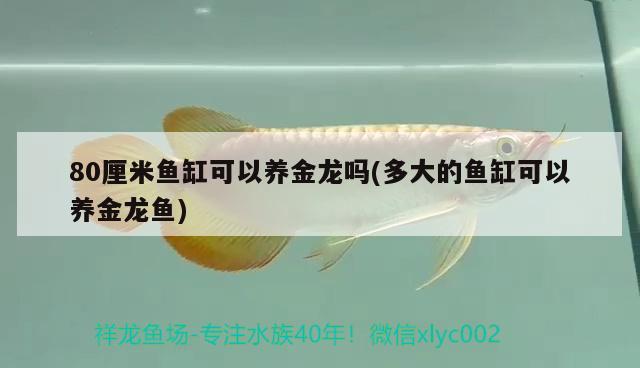 80厘米魚缸可以養(yǎng)金龍嗎(多大的魚缸可以養(yǎng)金龍魚) 硝化細(xì)菌