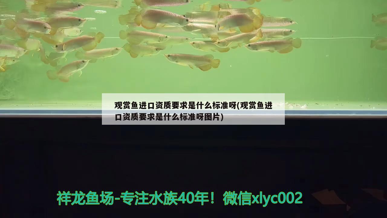 德陽觀賞魚市場欣賞一下斑馬狗頭河豚 斑馬狗頭魚 第2張