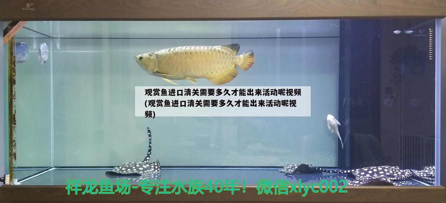 觀賞魚進口清關(guān)需要多久才能出來活動呢視頻(觀賞魚進口清關(guān)需要多久才能出來活動呢視頻) 觀賞魚進出口