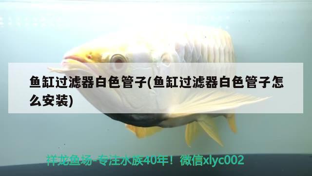 魚缸過濾器白色管子(魚缸過濾器白色管子怎么安裝) 黑金魟魚