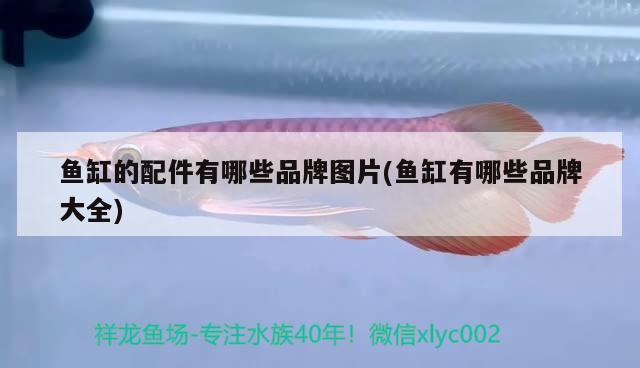 森森jdp變頻水泵拆解圖片：森森水泵型號代表的意義 祥龍水族醫(yī)院 第3張