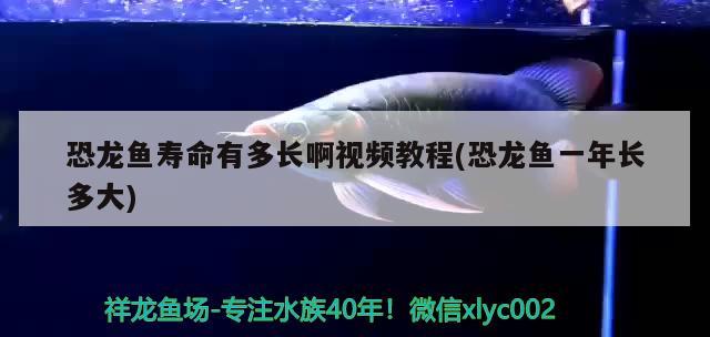 1.2米魚缸造景（1.2米魚缸造景圖片大全）