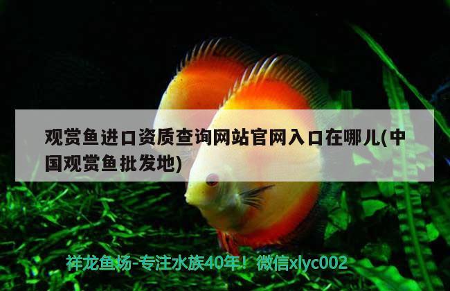 觀賞魚進(jìn)口資質(zhì)查詢網(wǎng)站官網(wǎng)入口在哪兒(中國觀賞魚批發(fā)地) 觀賞魚進(jìn)出口