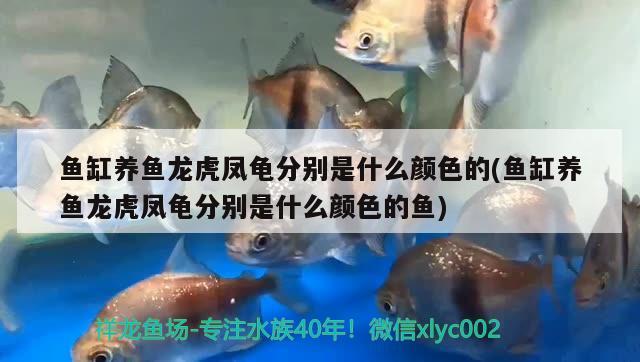 魚(yú)缸養(yǎng)魚(yú)龍虎鳳龜分別是什么顏色的(魚(yú)缸養(yǎng)魚(yú)龍虎鳳龜分別是什么顏色的魚(yú)) 烏龜