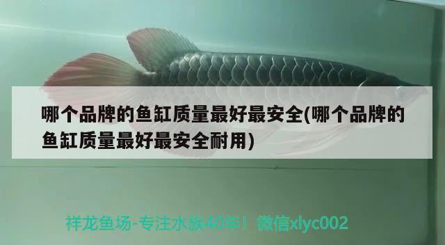 哪個品牌的魚缸質(zhì)量最好最安全(哪個品牌的魚缸質(zhì)量最好最安全耐用)