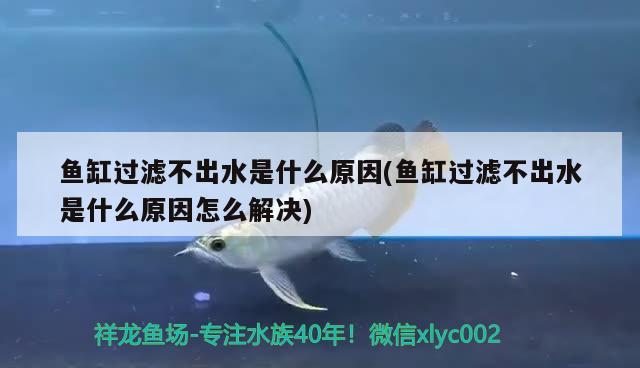 魚缸過濾不出水是什么原因(魚缸過濾不出水是什么原因怎么解決) 黑帝王魟魚