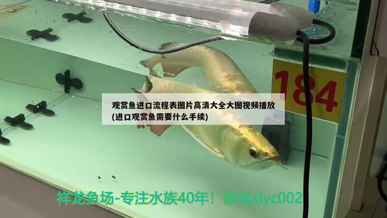 觀賞魚(yú)進(jìn)口流程表圖片高清大全大圖視頻播放(進(jìn)口觀賞魚(yú)需要什么手續(xù))