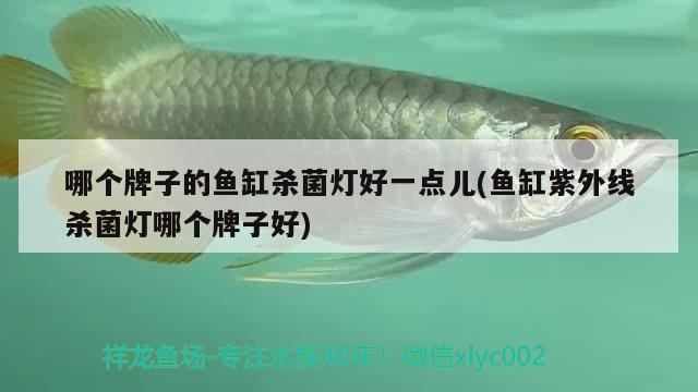 木化石放魚缸里對水質(zhì)有影響嗎  野彩魚 第2張