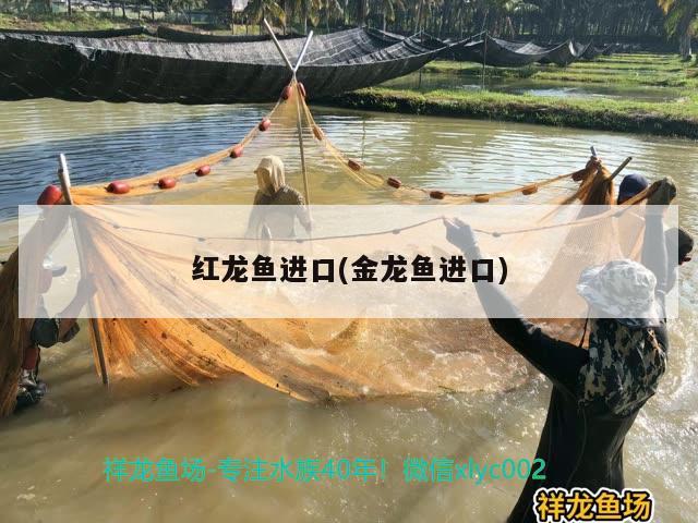 紅龍魚進(jìn)口(金龍魚進(jìn)口)