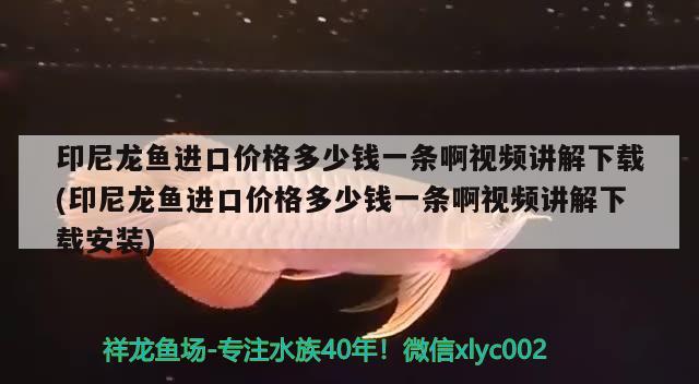 印尼龍魚進口價格多少錢一條啊視頻講解下載(印尼龍魚進口價格多少錢一條啊視頻講解下載安裝) 觀賞魚進出口