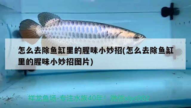 怎么去除魚(yú)缸里的腥味小妙招(怎么去除魚(yú)缸里的腥味小妙招圖片) 大白鯊魚(yú)苗