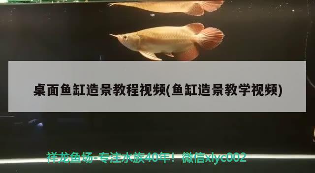 桌面魚缸造景教程視頻(魚缸造景教學視頻)