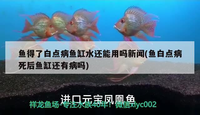 魚得了白點病魚缸水還能用嗎新聞(魚白點病死后魚缸還有病嗎) 黑桃A魚