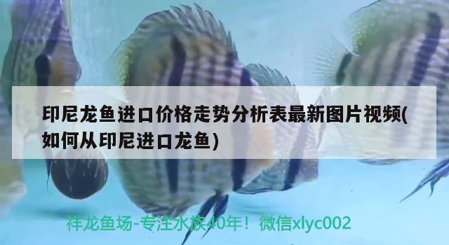 印尼龍魚進口價格走勢分析表最新圖片視頻(如何從印尼進口龍魚) 觀賞魚進出口