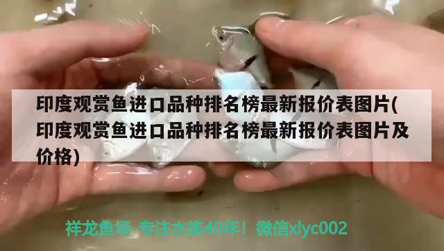 印度觀賞魚進口品種排名榜最新報價表圖片(印度觀賞魚進口品種排名榜最新報價表圖片及價格) 觀賞魚進出口